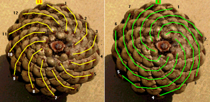 Spirales de pommes de pin